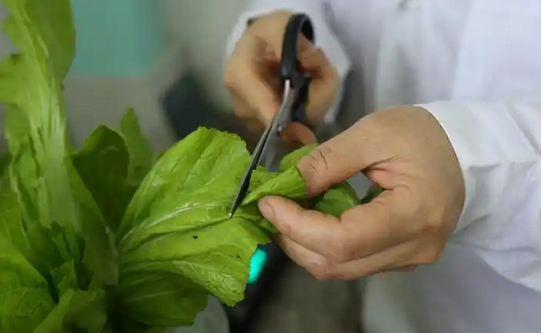 農(nóng)藥殘留檢測儀多少錢？